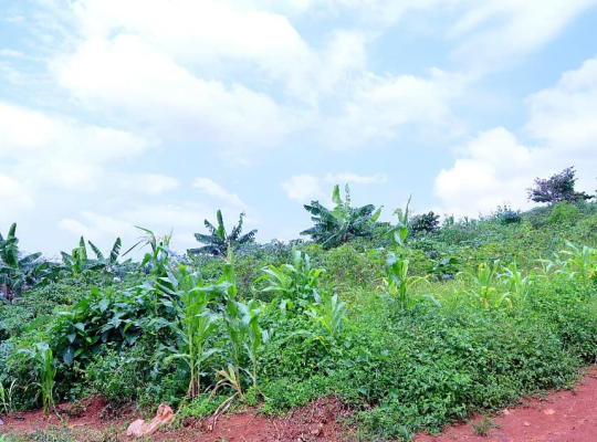 TERRAIN À VENDRE : EKOUMDOUM YAOUNDÉ