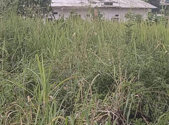 𝑻𝒆𝒓𝒓𝒂𝒊𝒏 𝒂 𝒗𝒆𝒏𝒅𝒓𝒆 𝒂 𝒍𝒂 𝑫𝒊𝒃𝒂𝒎