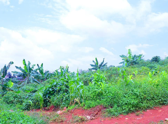 TERRAIN À VENDRE : EKOUMDOUM YAOUNDÉ