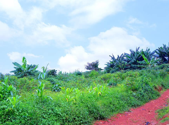 TERRAIN À VENDRE : EKOUMDOUM YAOUNDÉ